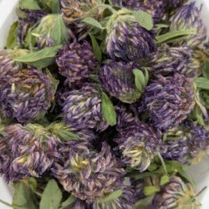 Red Clover
