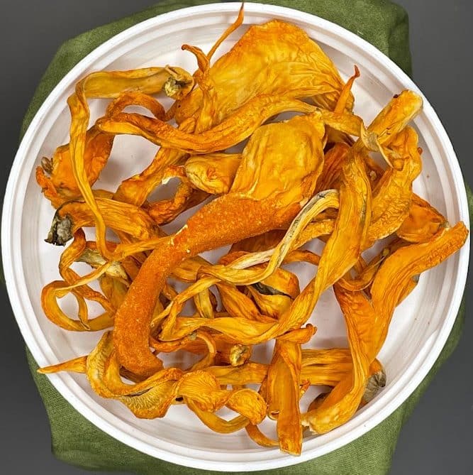 Cordyceps