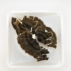 Organic Turkey Tail Mushrooms, 1 oz bulk