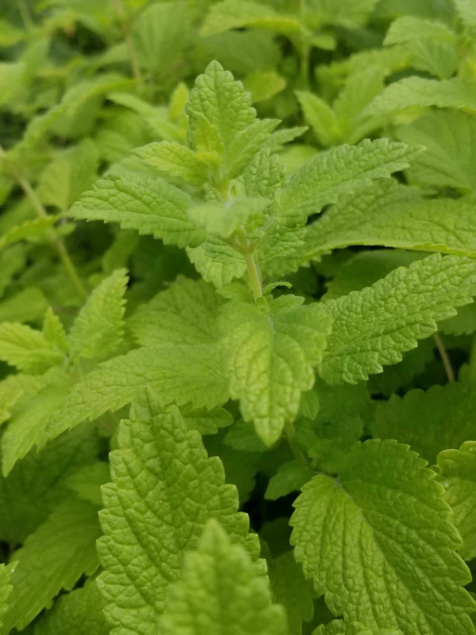 Lemon balm plant pic