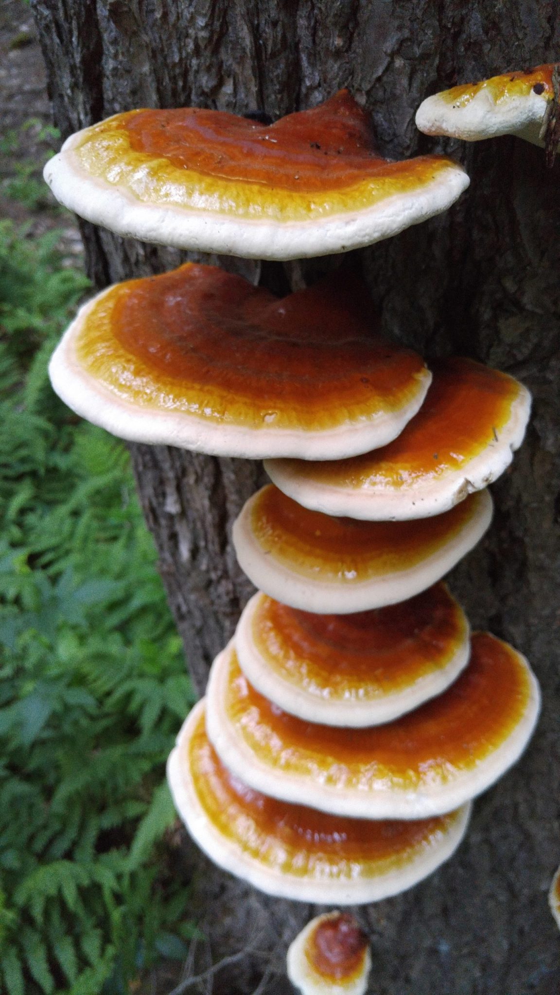 Vermont Reishi Dual Extraction 2oz. - Image 2
