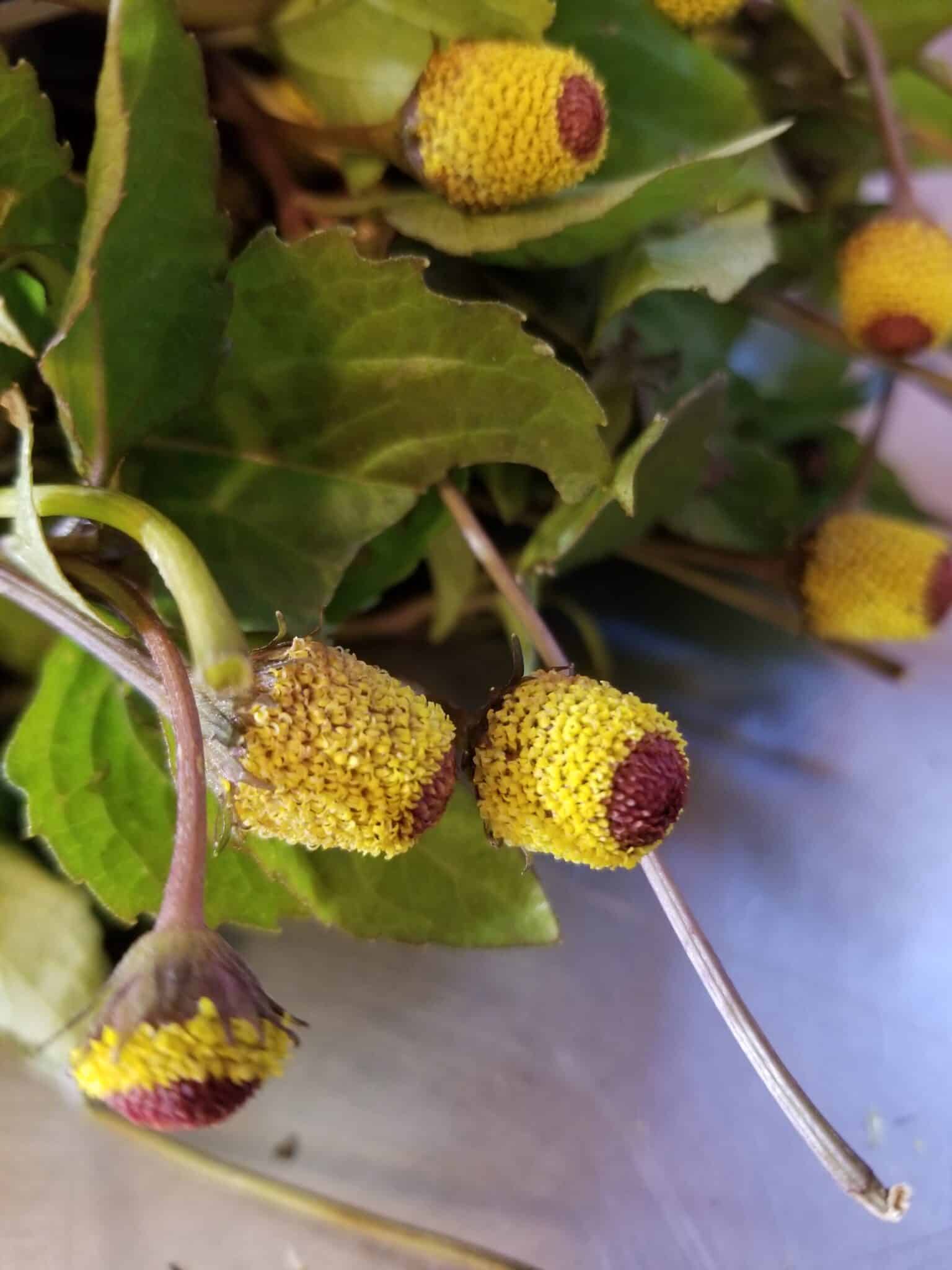 Spilanthes Tincture 2oz. - Image 3