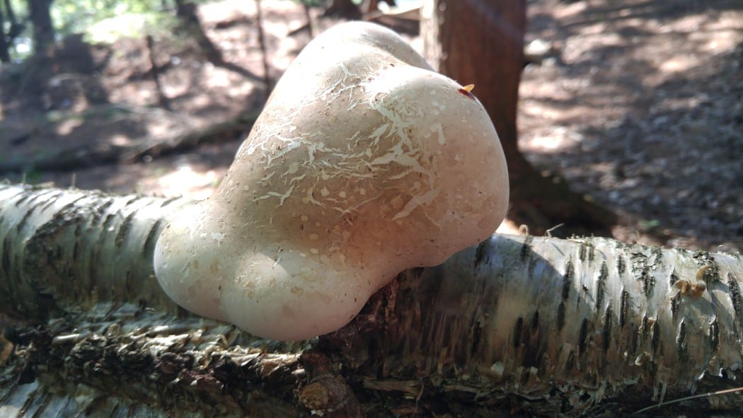 Four Mushroom Immune Complex 2oz. - Image 5