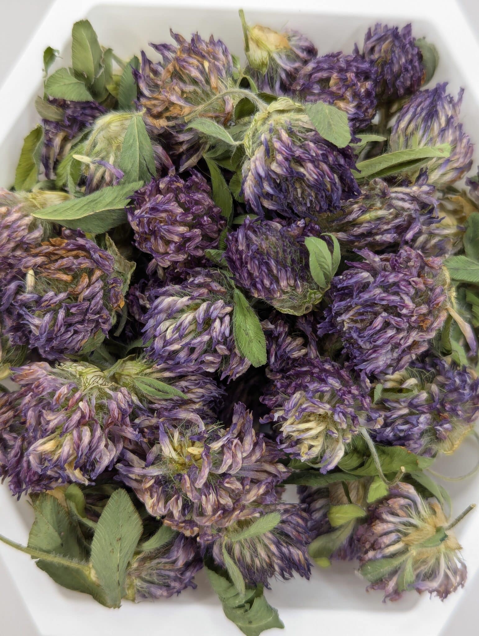 Red Clover Herb, Organic, 1oz. bag