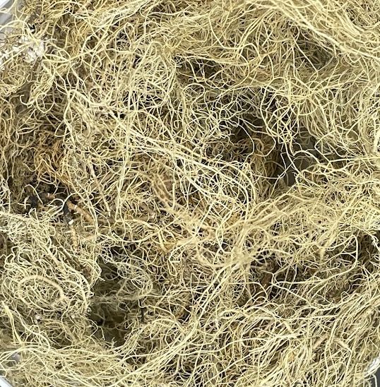 Usnea Lichen, Wildcrafted, 1oz. bag