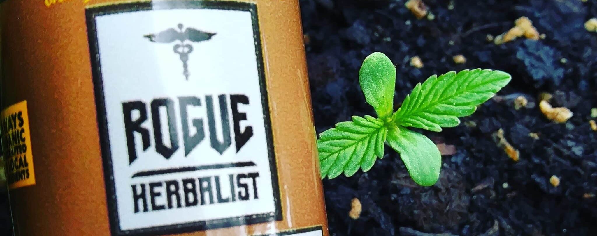 Whole Plant CBD Extract MCT Oil - Image 2