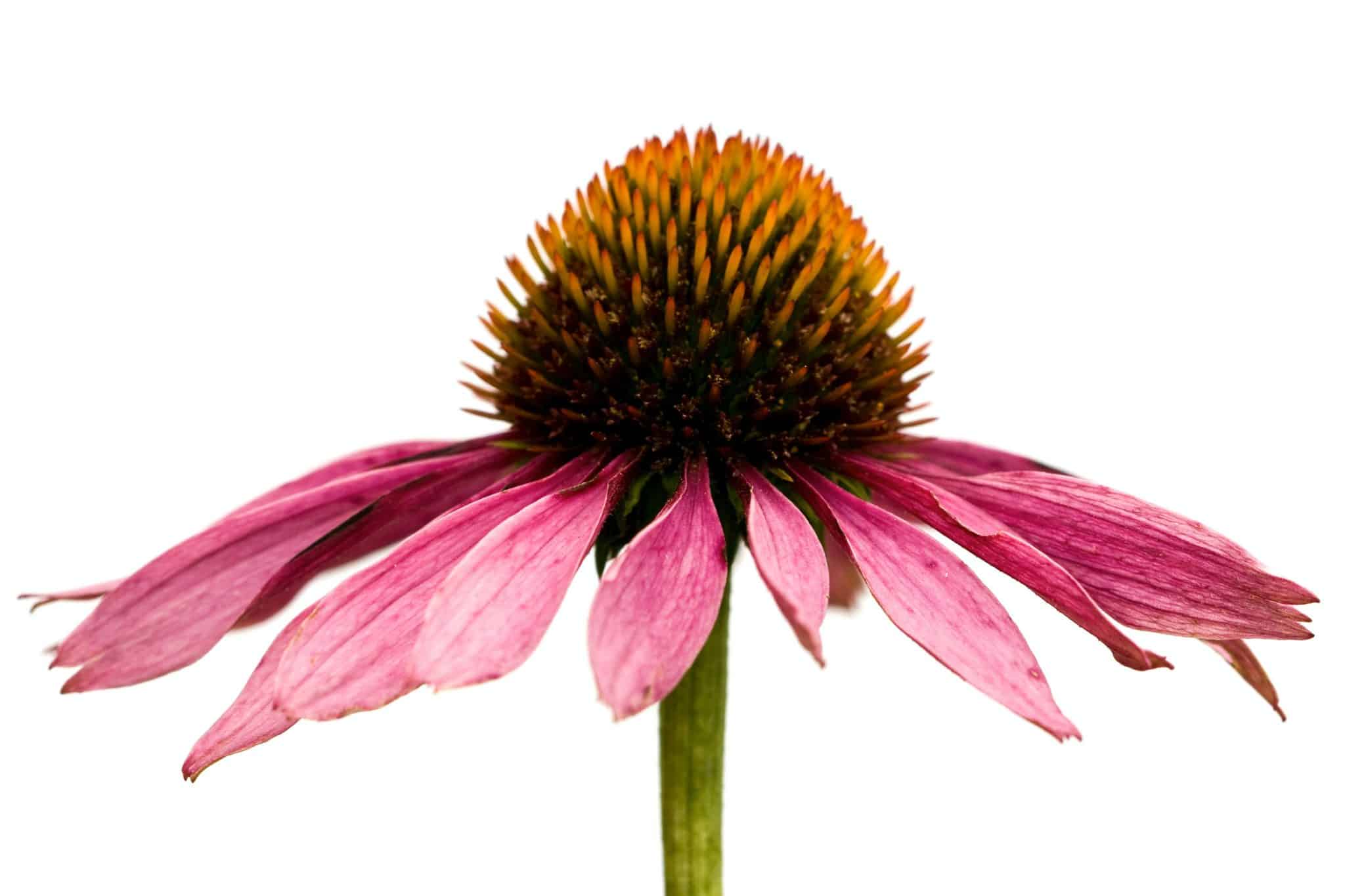 Foster Farm Echinacea Tincture 2oz. - Image 2