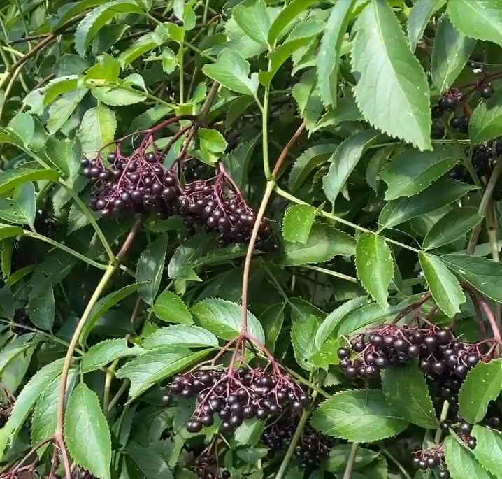 Elderberry Syrup - Image 2