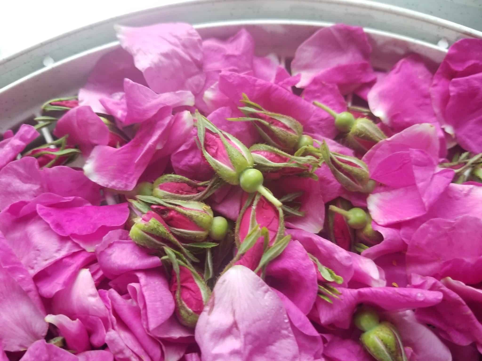 Rose Water 2oz. Hydrosol Spray - Image 2