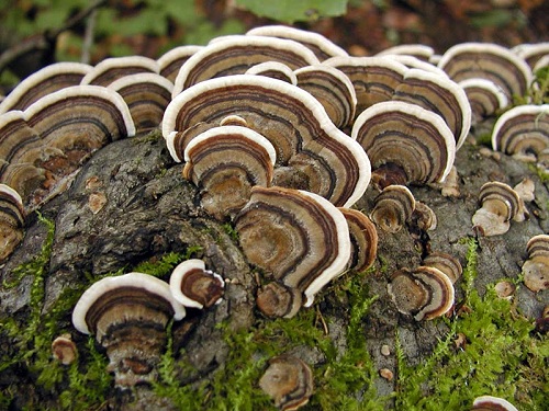 Four Mushroom Immune Complex 2oz. - Image 6